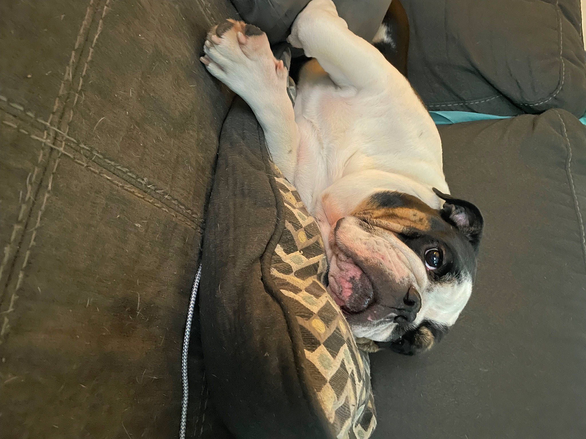 Puff joined the competition — help win amazing prizes! canidae, carnivore, comfort, companion_dog, couch, denim, dog, dog_breed, eyewear, fawn, flesh, fur, gesture, guard_dog, nap, non_sporting_group, room, sitting, sporting_group, toy_dog