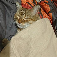 Khara participe au concours pour gagner de l'argent avec cette photo : cat, tabby, sleeping, blanket, cozy, indoor, pet, fur, whiskers, ears, peaceful, resting, bed, comfort, domestic, cute, animal, relaxed, cute_pet, snuggled