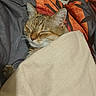 cat, tabby, sleeping, blanket, cozy, indoor, pet, fur, whiskers, ears, peaceful, resting, bed, comfort, domestic, cute, animal, relaxed, cute_pet, snuggled