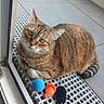 animal, black_mouse_toy, blue_ball, cat, closeup, cute, feline, floor_tiles, fur, glass_door, grate, green_eyes, indoor, orange_mouse_toy, pet, resting, striped, tabby_cat, toy, whiskers