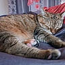 animal, bed, blanket, cat, closeup, comfort, cozy, cute, domestic, feline, fur, indoor, nap, paw, pet, relaxing, resting, sleeping, soft, tabby