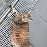 Khara participe au concours pour gagner de l'argent avec cette photo : animal, cat, curious, cute, feline, floor, fur, glass, gray_tiles, green_eyes, indoor, lying_down, paw, perforated_mat, pet, reflection, relaxed, tabby, tail, whiskers