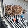 animal, blue_ball, cat, close_up, domestic_cat, ears, feline, floor, glass_door, indoor, mat, pet, relaxed, resting, tabby_cat, tail, toy, toy_mouse, whiskers, window