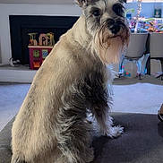 Winston joined the competition — help win amazing prizes! dog, schnauzer, pet, indoor, couch, living_room, carpet, fireplace, plant, toys, furniture, curious, sitting, fur, animal, companion, cozy, home, beard, ears