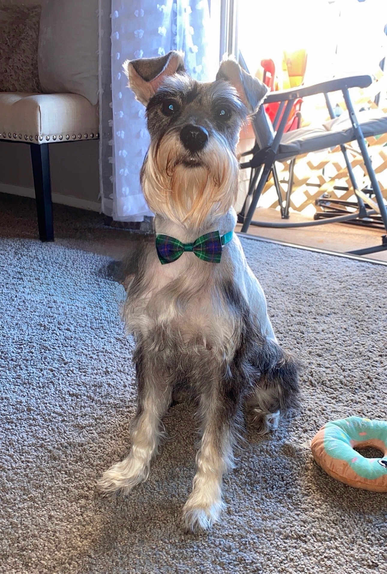 Winston joined the competition — help win amazing prizes! dog, schnauzer, bow_tie, carpet, indoor, pet, animal, toy, chair, window, natural_light, furniture, cute, sitting, beard, ears, fur, domestic, playful, companion