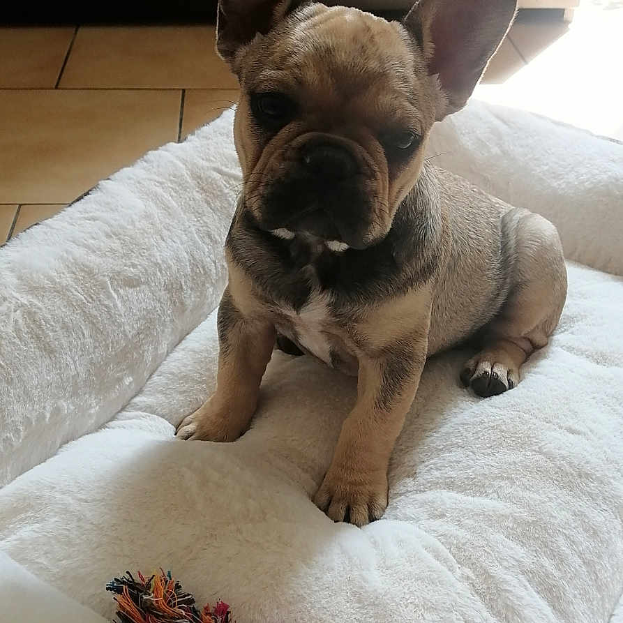 Akaira participe au concours pour gagner de l'argent avec cette photo : animal, brown_dog, canine, colorful_toy, cute, dog_bed, domestic_animal, fluffy, french_bulldog, indoor, pet, pet_bed, puppy, relaxed, resting, rope_toy, small_dog, tile_floor, toy, young_dog