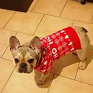 Akaira a rejoint le concours — aidez-le/la à gagner de superbes lots ! canine, christmas, companion, cute, dog, domestic_animal, ears_up, floor, french_bulldog, holiday, home, indoor, looking_up, mammal, pet, red_sweater, small_dog, sweater, tile_floor, wearing_clothes