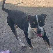 Woody is registered to the contest to win money with this photo: active, animal, black_and_white, canine, daytime, dog, ears, fur, ground, happy, legs, mouth_open, outdoor, pet, playful, running, smiling, sunlight, tail, walking