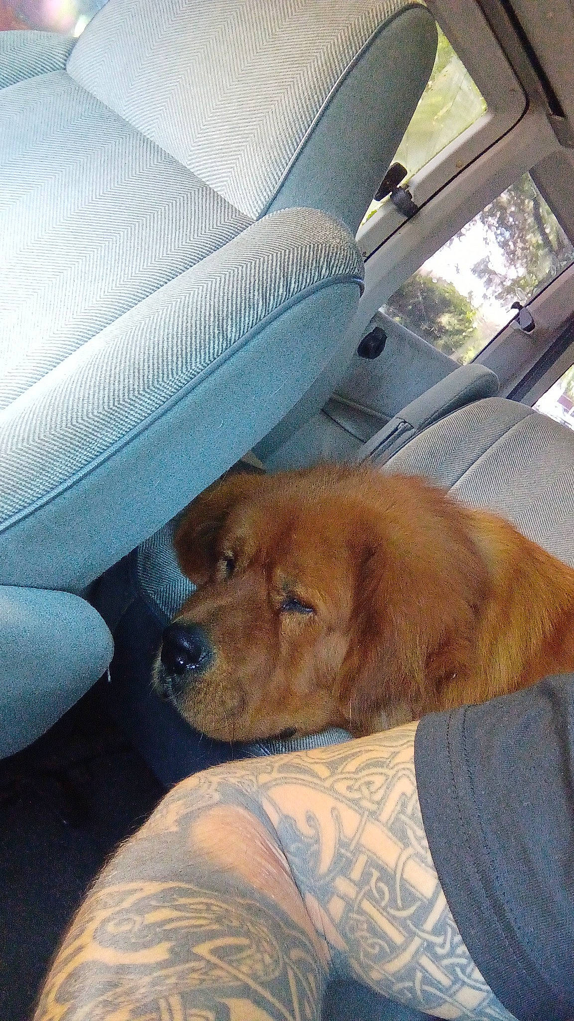 Nagchu participe au concours pour gagner de l'argent avec cette photo : auto_part, automotive_exterior, car, car_seat, car_seat_cover, carnivore, comfort, companion_dog, dog, dog_breed, family_car, fawn, liver, snout, tints_and_shades, vehicle, vehicle_door, whiskers, window, windshield