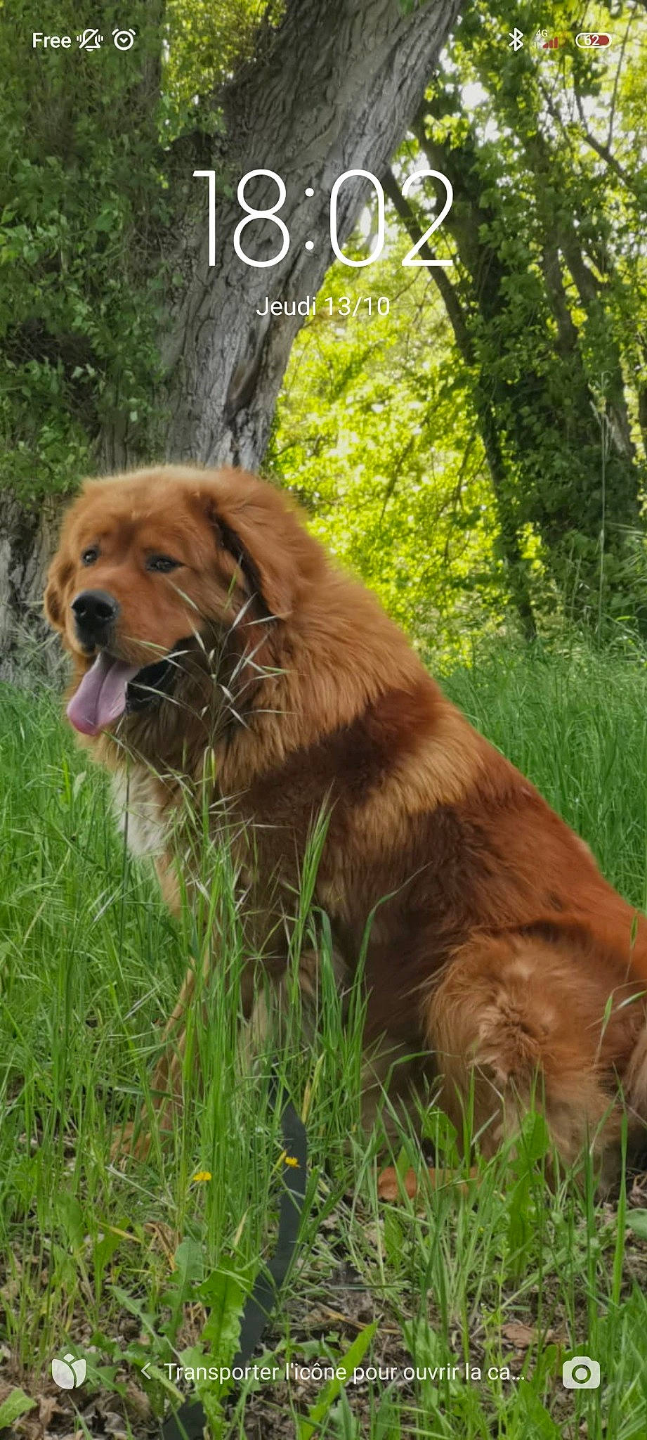 Nagchu participe au concours pour gagner de l'argent avec cette photo : canidae, carnivore, companion_dog, dog, dog_breed, fawn, fur, grass, guard_dog, gun_dog, liver, natural_landscape, plant, retriever, sporting_group, terrestrial_animal, tree, water, wildlife, working_animal