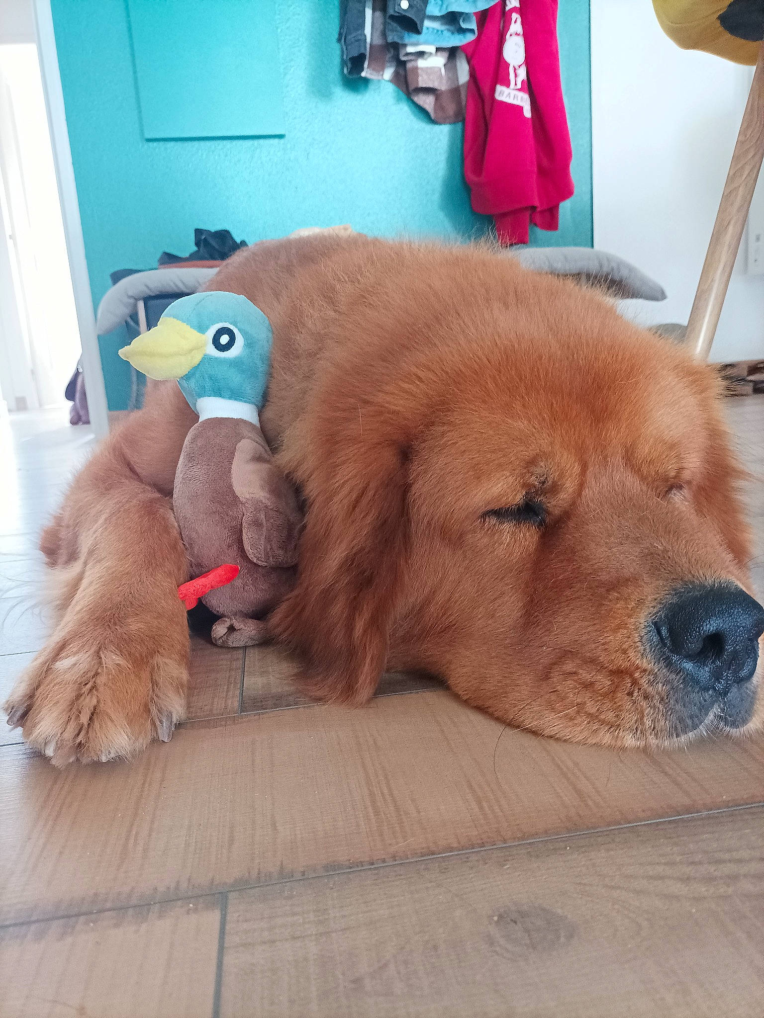 Nagchu participe au concours pour gagner de l'argent avec cette photo : canidae, carnivore, chair, comfort, companion_dog, dog, dog_breed, dog_supply, door, fawn, flooring, fur, liver, paw, room, snout, sporting_group, toy, wood, working_animal