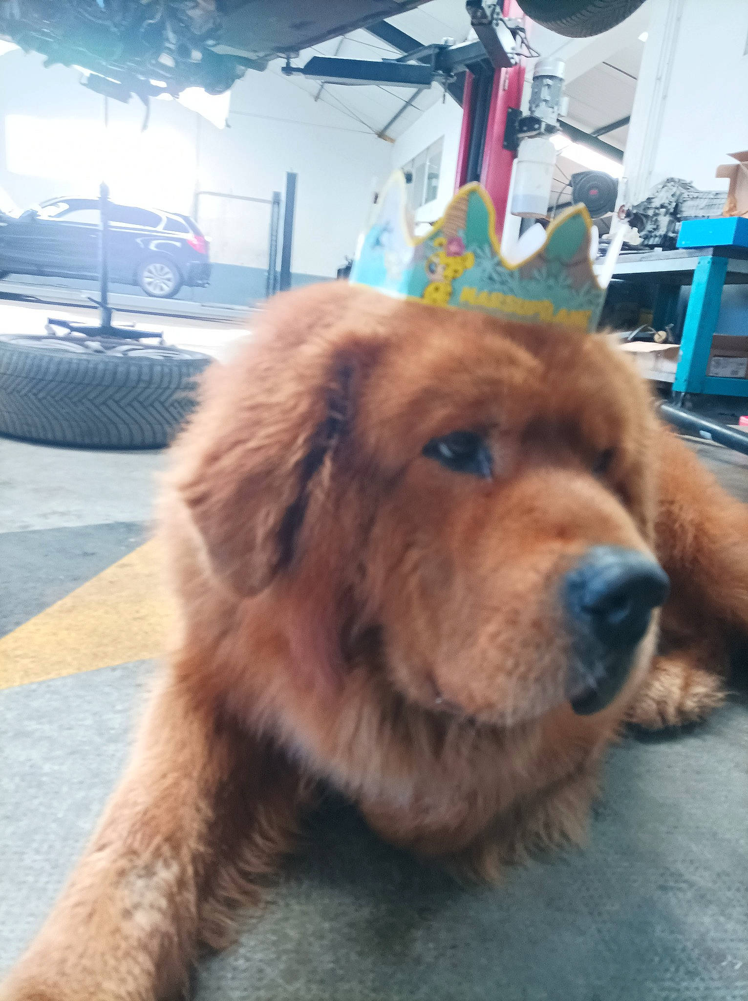 Nagchu a rejoint le concours — aidez-le/la à gagner de superbes lots ! canidae, car, carnivore, companion_dog, dog, dog_breed, fawn, fur, liver, natural_material, snout, sporting_group, tire, vehicle, wheel, whiskers, working_animal, working_dog