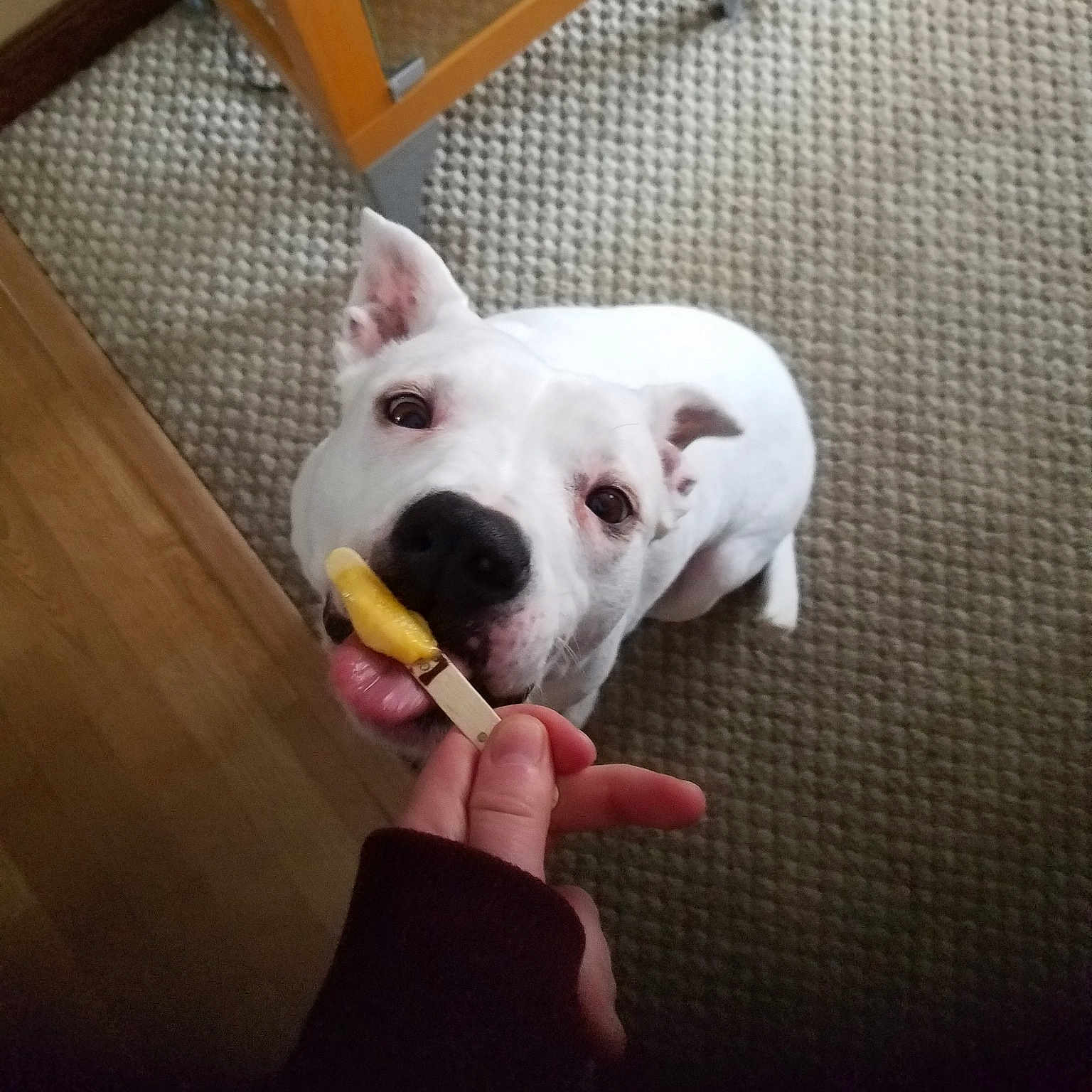 Cloe joined the competition — help win amazing prizes! bull_and_terrier, canidae, carnivore, dog, dog_breed, dogo_argentino, dogo_guatemalteco, ear, fawn, mammal, non_sporting_group, nose, pit_bull, puppy, snout, vertebrate