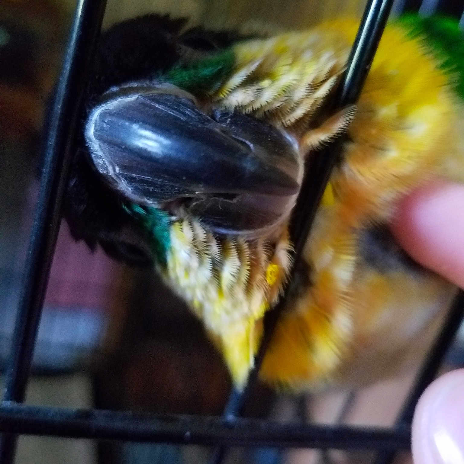 Loki