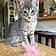 Willow