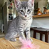 animal, cat, curious, cute, domestic, ears, feather_toy, fur, gray_tabby, home, indoor, kitchen, kitten, pet, playful, refrigerator, stool, whiskers, wooden_table, young_animal