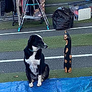 Kalie a rejoint le concours — aidez-le/la à gagner de superbes lots ! dog, wooden_cat_figurine, blue_tarp, outdoor, grass, clothes_rack, jacket, box, pavement, person, market, yard_sale, black_and_white, pet, figurine, decor, animal_figurine, leisure, sitting, looking