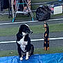 dog, wooden_cat_figurine, blue_tarp, outdoor, grass, clothes_rack, jacket, box, pavement, person, market, yard_sale, black_and_white, pet, figurine, decor, animal_figurine, leisure, sitting, looking