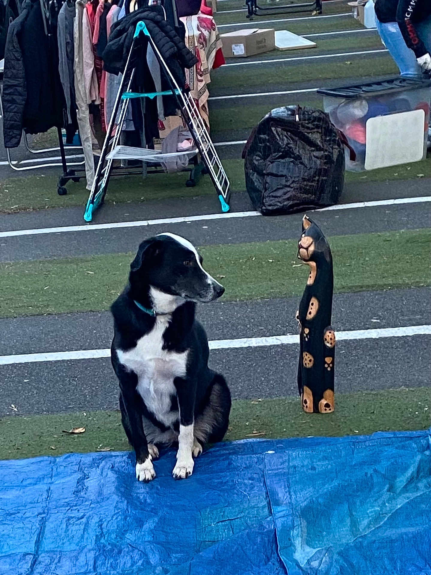 Kalie a rejoint le concours — aidez-le/la à gagner de superbes lots ! dog, wooden_cat_figurine, blue_tarp, outdoor, grass, clothes_rack, jacket, box, pavement, person, market, yard_sale, black_and_white, pet, figurine, decor, animal_figurine, leisure, sitting, looking