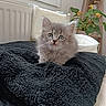 kitten, cat, fluffy, gray_fur, blue_eyes, pet, animal, indoors, blanket, chair, radiator, window, houseplant, cozy, portrait, sitting, front_view, cute, long_hair, home_decor