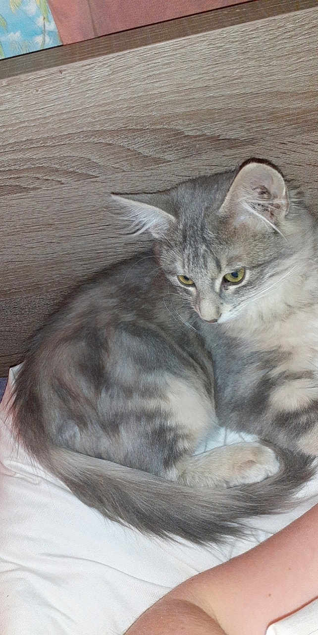 Grizette