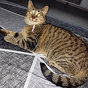 Rose a rejoint le concours — aidez-le/la à gagner de superbes lots ! animal, bedspread, cat, collar, comfortable, curious, cute, domestic_cat, feline, fur, home, indoor, looking_up, lying_down, pet, resting, striped, tabby, tail, whiskers