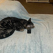 Peppers is registered to the contest to win money with this photo: cat, tabby, sleeping, remote_control, blanket, bed, indoor, pet, feline, resting, cozy, striped, fur, domestic_animal, carpet, shelf, household, quiet, relaxed, cute