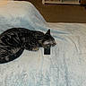 cat, tabby, sleeping, remote_control, blanket, bed, indoor, pet, feline, resting, cozy, striped, fur, domestic_animal, carpet, shelf, household, quiet, relaxed, cute