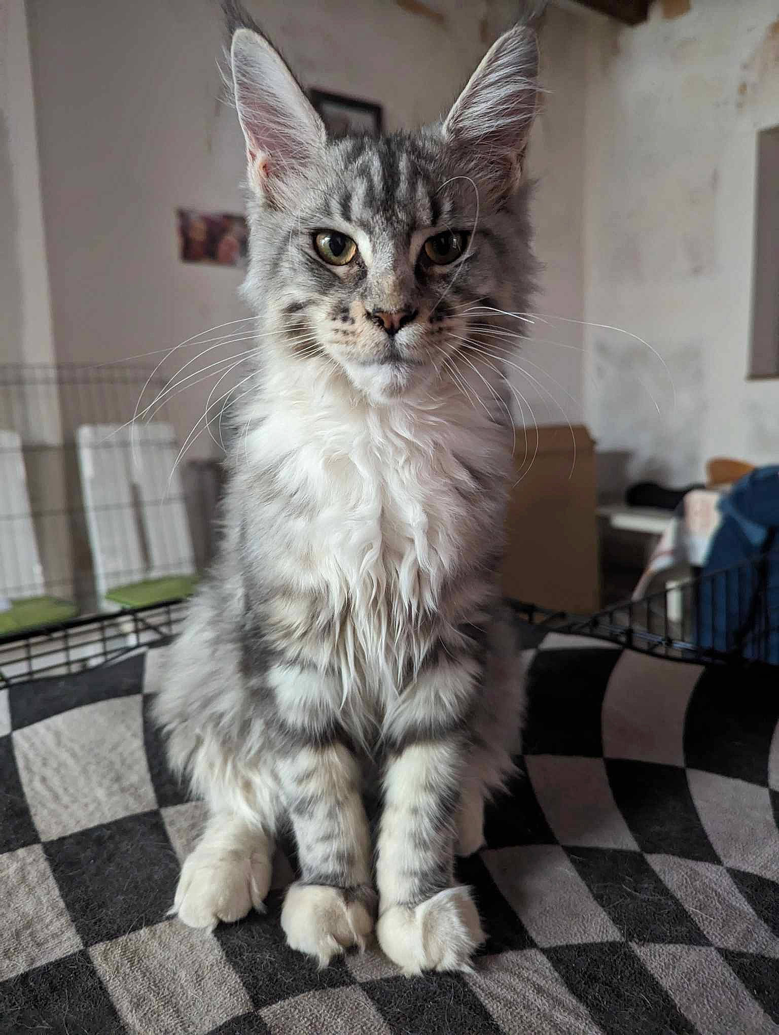 Micky participe au concours pour gagner de l'argent avec cette photo : carnivore, cat, claw, domestic_short_haired_cat, felidae, flooring, fur, grey, maine_coon, paw, road_surface, sitting, small_to_medium_sized_cats, snout, tail, terrestrial_animal, whiskers