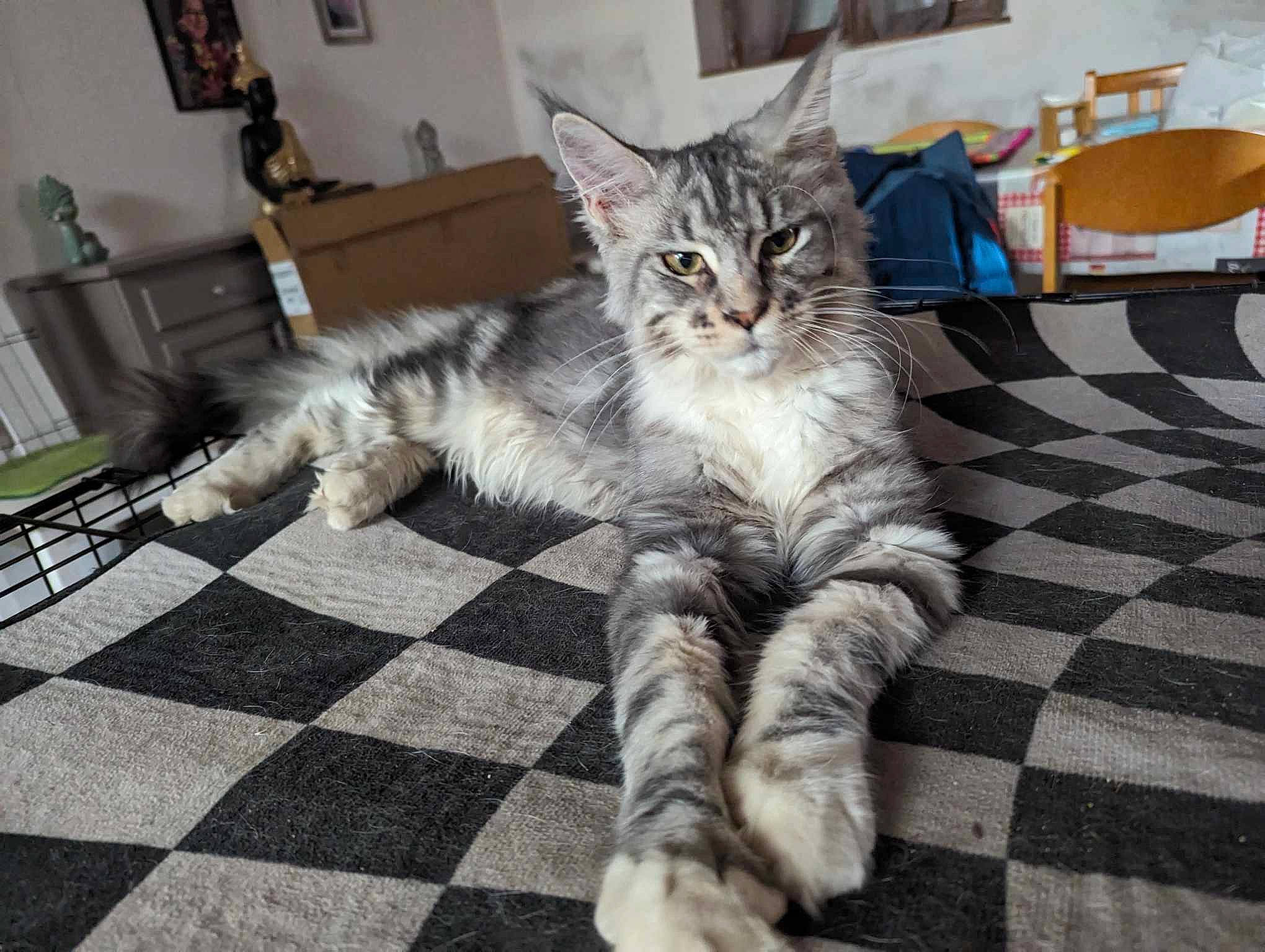 Micky participe au concours pour gagner de l'argent avec cette photo : bed, carnivore, cat, chair, claw, comfort, domestic_short_haired_cat, felidae, flooring, fur, grey, hardwood, pattern, paw, picture_frame, sitting, small_to_medium_sized_cats, tail, terrestrial_animal, whiskers