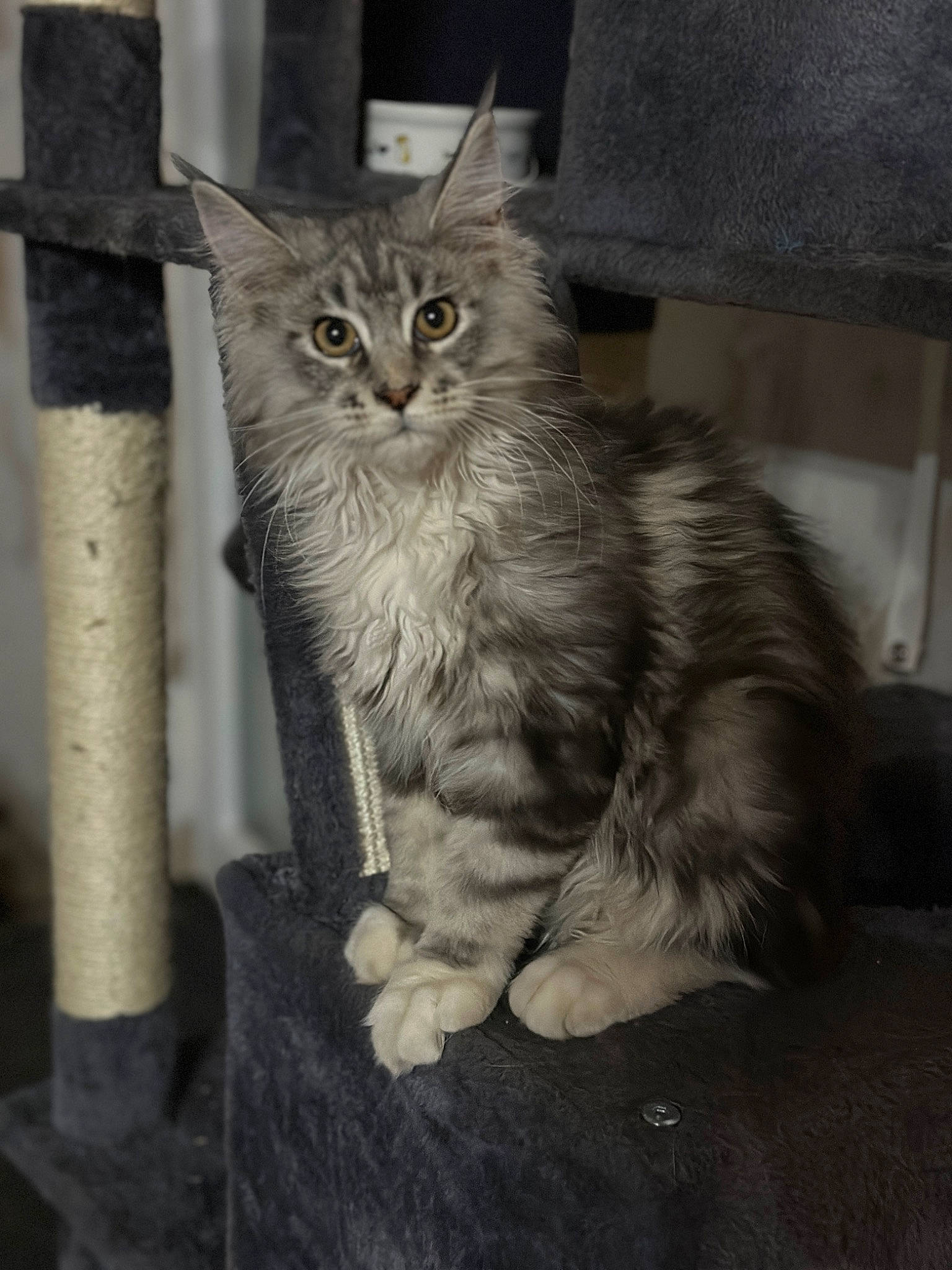 Micky participe au concours pour gagner de l'argent avec cette photo : automotive_tire, carnivore, cat, claw, domestic_short_haired_cat, felidae, fur, grey, iris, monochrome, monochrome_photography, paw, sitting, small_to_medium_sized_cats, snout, tail, terrestrial_animal, whiskers, window, wood