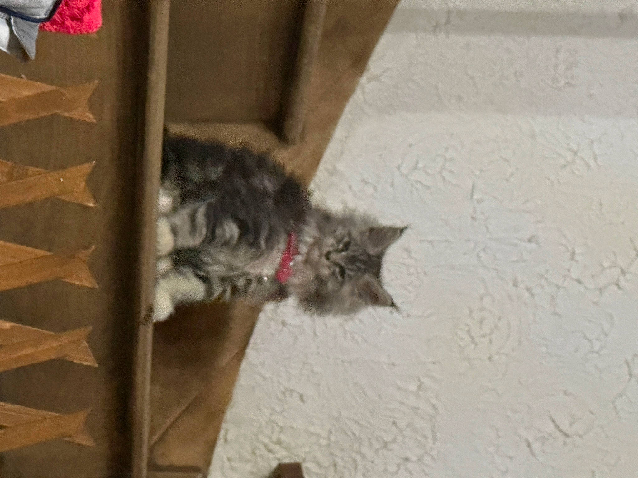 Micky participe au concours pour gagner de l'argent avec cette photo : carnivore, cat, claw, domestic_short_haired_cat, felidae, flooring, fur, grey, small_to_medium_sized_cats, tail, whiskers, window