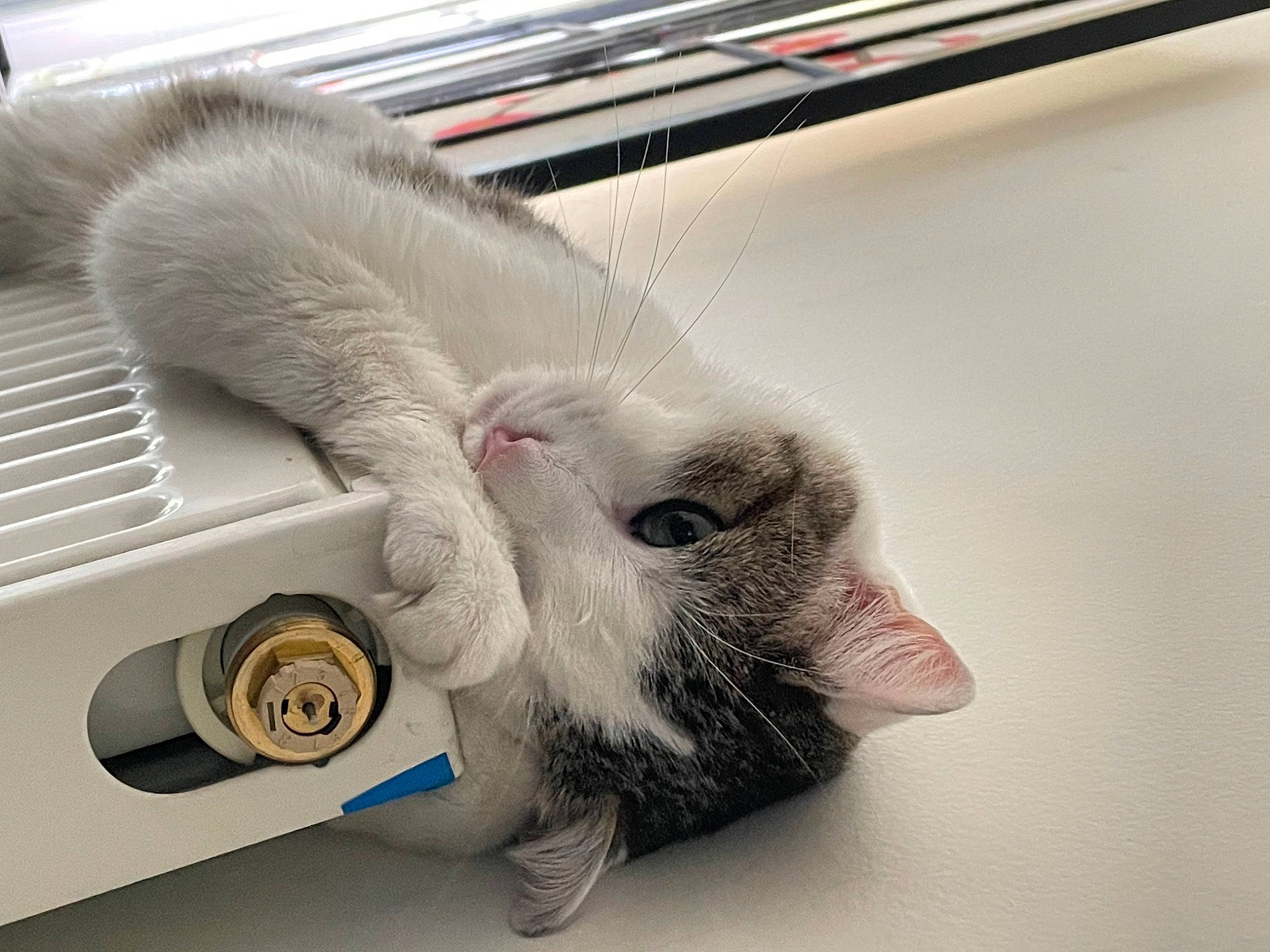 Fripouille a rejoint le concours — aidez-le/la à gagner de superbes lots ! carnivore, cat, claw, comfort, domestic_short_haired_cat, felidae, fur, home_appliance, major_appliance, output_device, paw, pet_supply, small_to_medium_sized_cats, snout, tail, whiskers
