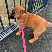 Tiny a rejoint le concours — aidez-le/la à gagner de superbes lots ! animal, brown_dog, canine, collar, curious, daylight, dog, gate, grass, leash, metal_gate, nature, outdoor, pavement, pet, pink_leash, puppy, side_view, standing, young_dog