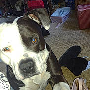 Ruger joined the competition — help win amazing prizes! dog, black_and_white, indoor, carpet, shoe, laundry_basket, suitcase, furniture, brown_eyes, curious, pet, paw, canine, household, floor, bag, black_shoes, room, domestic, companion