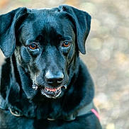 Houna a rejoint le concours — aidez-le/la à gagner de superbes lots ! dog, black_dog, pet, animal, outdoor, close_up, brown_eyes, fur, canine, portrait, nature, blurred_background, expression, muzzle, ears, collar, daylight, looking_away, snout, domestic_animal