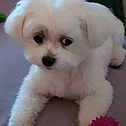 Leixy a rejoint le concours — aidez-le/la à gagner de superbes lots ! animal, companion, cute, dog, domestic_animal, fluffy, fur, indoor, looking_away, lying_down, paw, pet, pet_toy, pink_ball, playful, relaxed, small_dog, soft_texture, toy, white_dog