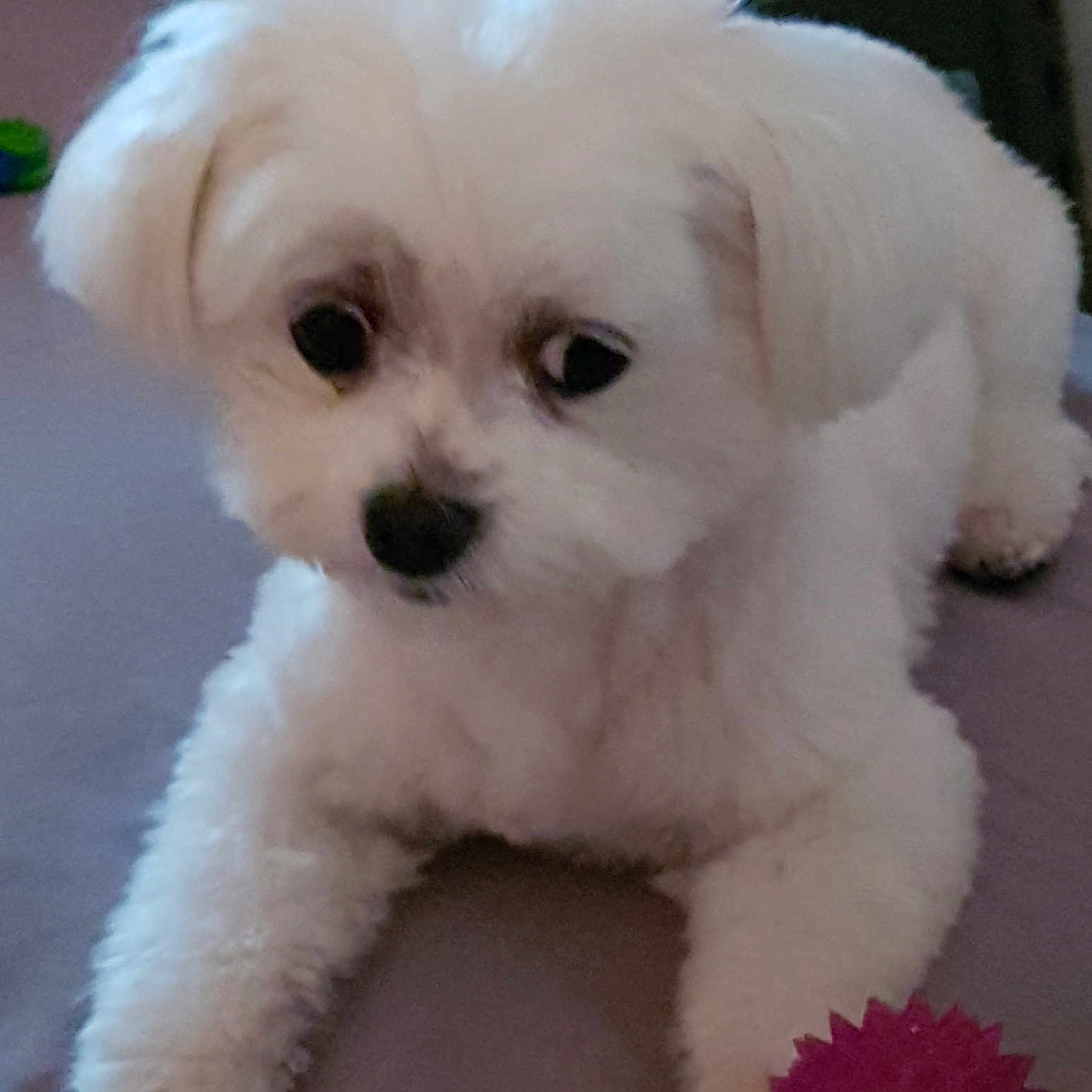 Leixy a rejoint le concours — aidez-le/la à gagner de superbes lots ! animal, companion, cute, dog, domestic_animal, fluffy, fur, indoor, looking_away, lying_down, paw, pet, pet_toy, pink_ball, playful, relaxed, small_dog, soft_texture, toy, white_dog