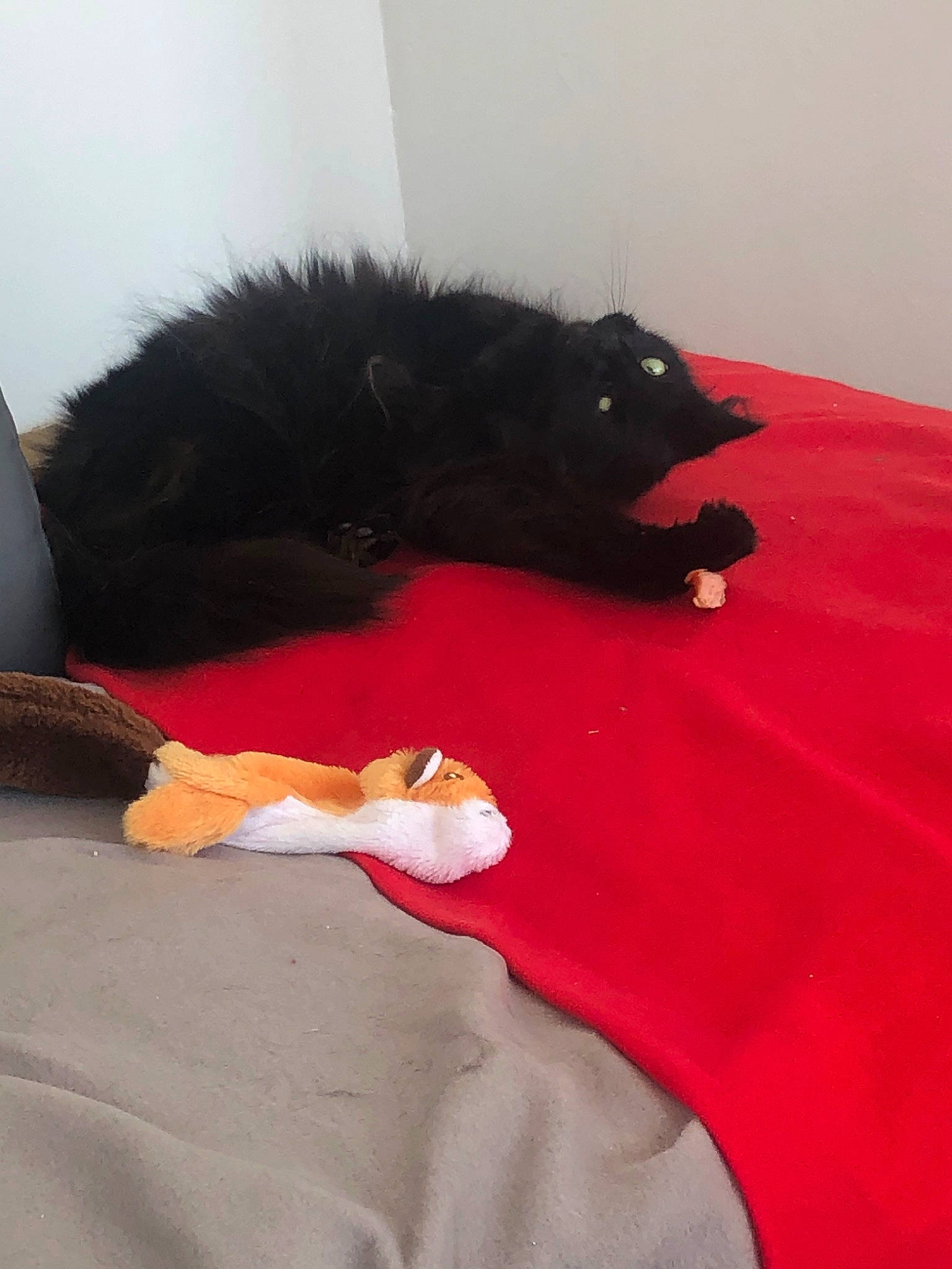 Choupinette participe au concours pour gagner de l'argent avec cette photo : black_cat, cat, fur, small_to_medium_sized_cats, tail