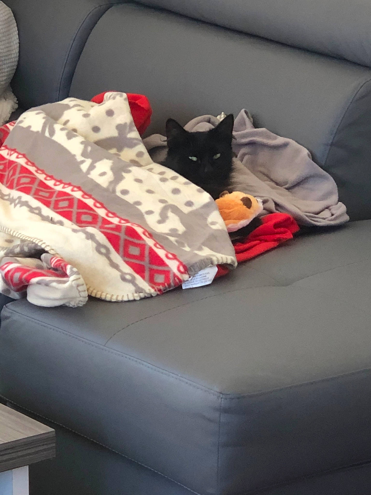 Choupinette participe au concours pour gagner de l'argent avec cette photo : bed_sheet, bedding, bedroom, comfort, couch, furniture, nap, pillow, room, textile