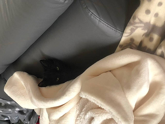 Choupinette a rejoint le concours — aidez-le/la à gagner de superbes lots ! beige, dress, flower, linens, petal, plant, textile, white