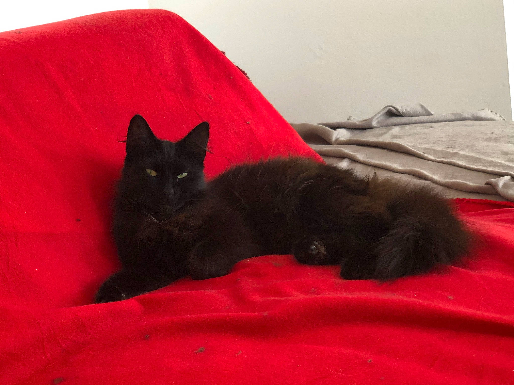 Choupinette a rejoint le concours — aidez-le/la à gagner de superbes lots ! black, black_cat, bombay, carnivore, cat, domestic_long_haired_cat, domestic_short_haired_cat, felidae, fur, kitten, mammal, nebelung, persian, small_to_medium_sized_cats, tail, vertebrate, whiskers