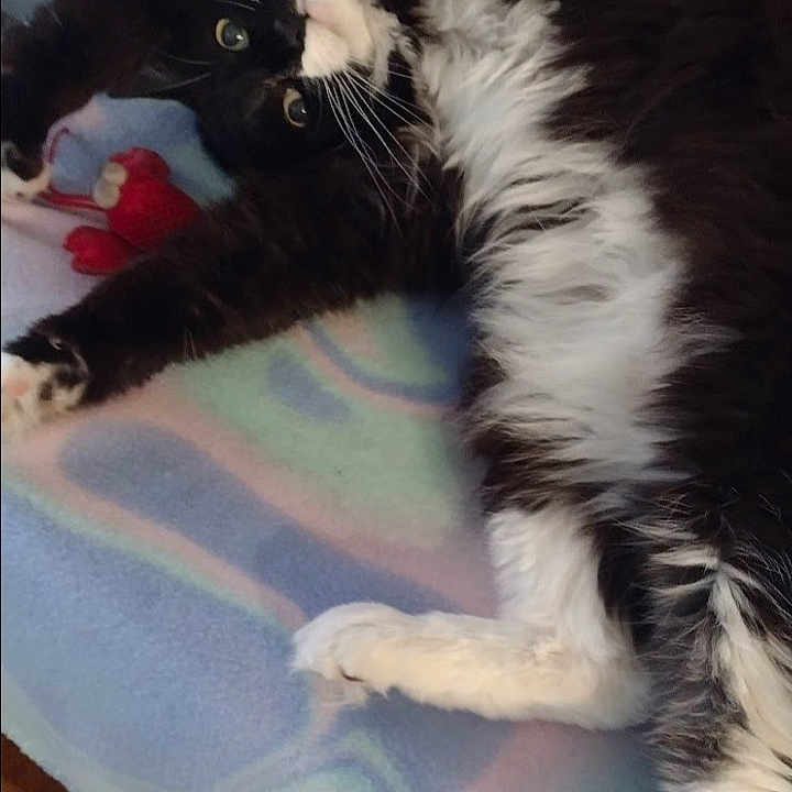 Rophie joined the competition — help win amazing prizes! abyssinian, angora, animal, bed, blackcat, blanket, bodypart, cat, chair, couch, cushion, furniture, homedecor, kitten, manx, mat, person, pet, sleeping, toy