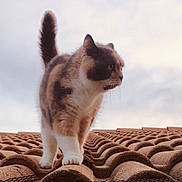 Jasmine participe au concours pour gagner de l'argent avec cette photo : cat, calico_cat, animal, pet, outdoor, rooftop, fur, tail, walking, sky, cloudy, whiskers, ears, paws, nature, daylight, mammal, curious, alert, texture