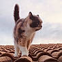 cat, calico_cat, animal, pet, outdoor, rooftop, fur, tail, walking, sky, cloudy, whiskers, ears, paws, nature, daylight, mammal, curious, alert, texture