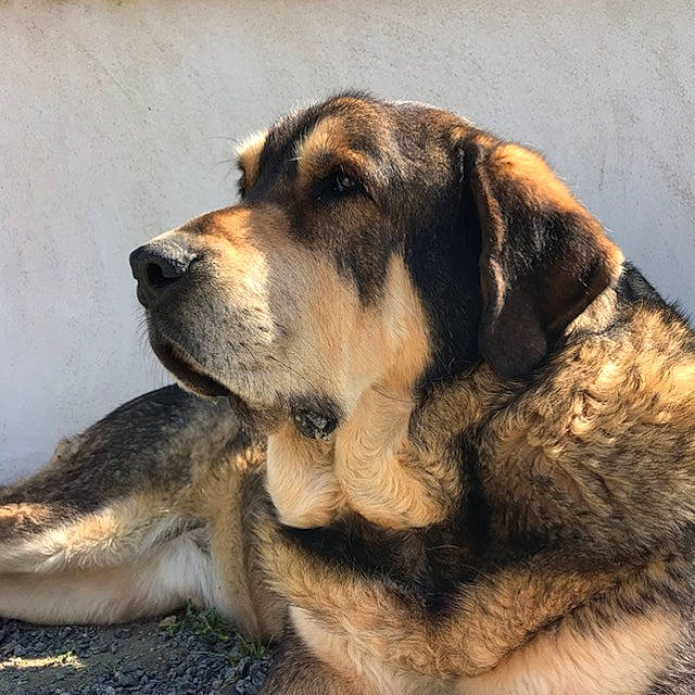 Turco participe au concours pour gagner de l'argent avec cette photo : ancient_dog_breeds, canidae, carnivore, companion_dog, dog, dog_breed, fawn, fur, giant_dog_breed, mammal, rafeiro_do_alentejo, rare_breed_dog, snout, spanish_mastiff, vertebrate