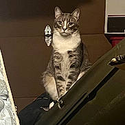 Stormy is registered to the contest to win money with this photo: cat, tabby, animal, pet, indoor, feline, sitting, looking, serious, fur, ears, whiskers, box, clutter, background, dark, shadow, household, domestic, curious