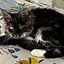 cat, kitten, black_and_white, fur, whiskers, bedspread, floral_pattern, paws, curled_up, indoor, pet, animal, cute, resting, young_cat, soft_fur, domestic_cat, lying_down, close_up, curious