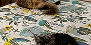 Venus a rejoint le concours — aidez-le/la à gagner de superbes lots ! cat, cats, bed, fluffy, feline, indoor, laying, animal, pet, fur, black_and_white, brown, tabby, relaxing, domestic, whiskers, ears, paws, curious, room