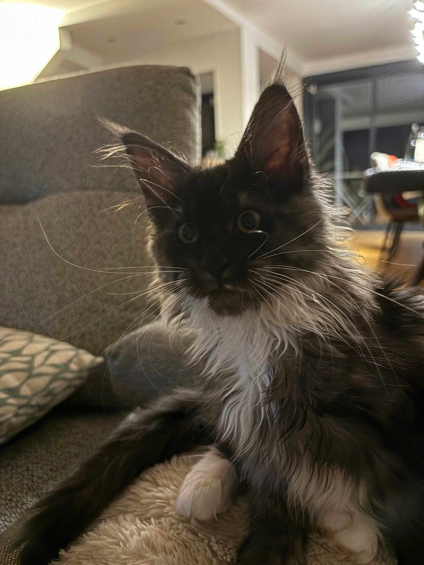Venus